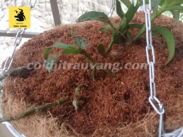 Cách Làm Xơ Dừa Trồng Lan Đạt Chuẩn Chuyên Gia, Tăng Tỷ Lệ Ra Hoa