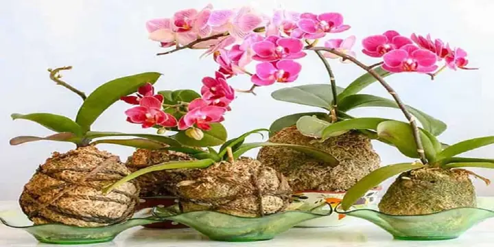 Cách Làm Xơ Dừa Trồng Lan Đạt Chuẩn Chuyên Gia, Tăng Tỷ Lệ Ra Hoa