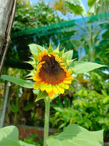 Cách Lấy Hạt Giống Hoa Hướng Dương Để Trồng Vụ Sau Năng Suất Cao Cách Lấy Hạt Giống Hoa Hướng Dương Để Trồng Vụ Sau Năng Suất Cao