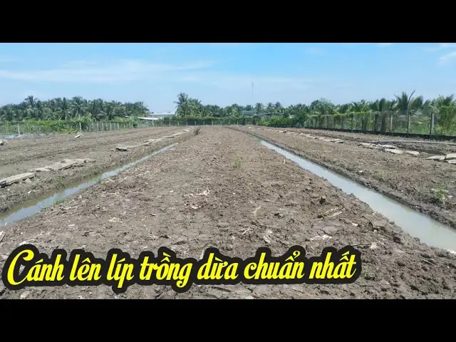 Cách Lên Liếp Trồng Dừa Chuẩn Kỹ Thuật Cho Năng Suất Cao