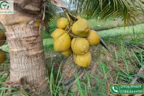 Cách Lên Liếp Trồng Dừa Chuẩn Kỹ Thuật Cho Năng Suất Cao