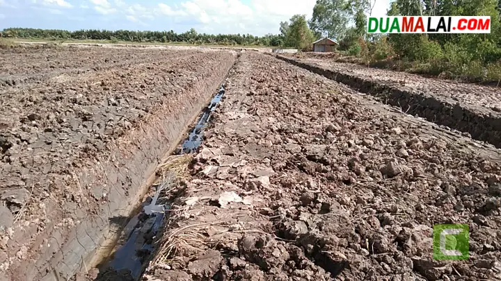 Cách Lên Liếp Trồng Dừa Chuẩn Kỹ Thuật Cho Năng Suất Cao