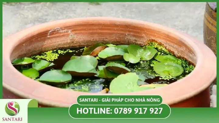 Cách Mài Hạt Sen Nhanh Nảy Mầm Để Trồng Tại Nhà Đơn Giản Cách Mài Hạt Sen Nhanh Nảy Mầm Để Trồng Tại Nhà Đơn Giản