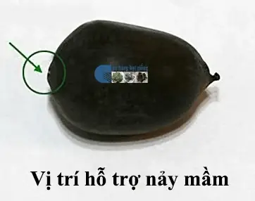 Cách Mài Hạt Sen Nhanh Nảy Mầm Để Trồng Tại Nhà Đơn Giản Cách Mài Hạt Sen Nhanh Nảy Mầm Để Trồng Tại Nhà Đơn Giản