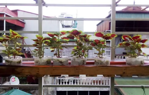 Hướng Dẫn Chi Tiết Cách May Túi Vải Trồng Rau Đơn Giản Tại Nhà Hướng Dẫn Chi Tiết Cách May Túi Vải Trồng Rau Đơn Giản Tại Nhà