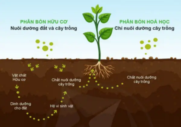 Hướng Dẫn Chi Tiết Cách Pha Đất Trồng Rau Tại Nhà Chuẩn Chỉnh, Tối Ưu Phát Triển Hướng Dẫn Chi Tiết Cách Pha Đất Trồng Rau Tại Nhà Chuẩn Chỉnh, Tối Ưu Phát Triển