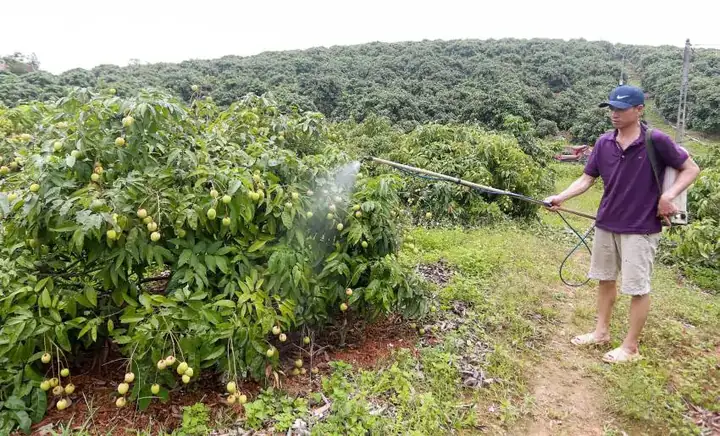 Cách Phòng Trừ Sâu Bệnh Hại Cây Trồng Hiệu Quả: Hướng Dẫn Toàn Diện Cách Phòng Trừ Sâu Bệnh Hại Cây Trồng Hiệu Quả: Hướng Dẫn Toàn Diện