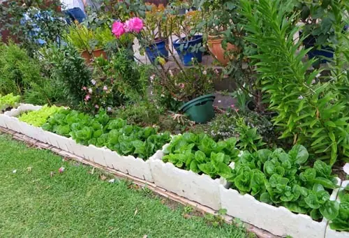 Hướng Dẫn Trồng Rau Sạch Tại Nhà: Từ A-Z Cho Người Mới Bắt Đầu Hướng Dẫn Trồng Rau Sạch Tại Nhà: Từ A-Z Cho Người Mới Bắt Đầu