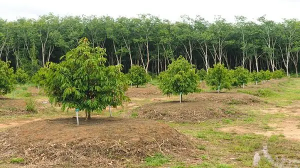 Cách Tính Số Cây Trồng Trên Diện Tích: Công Thức Chuẩn & Ví Dụ Thực Tế