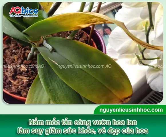 Cách Trị Nấm Mốc Giá Thể Trồng Lan Hiệu Quả Và Phòng Ngừa Tái Phát