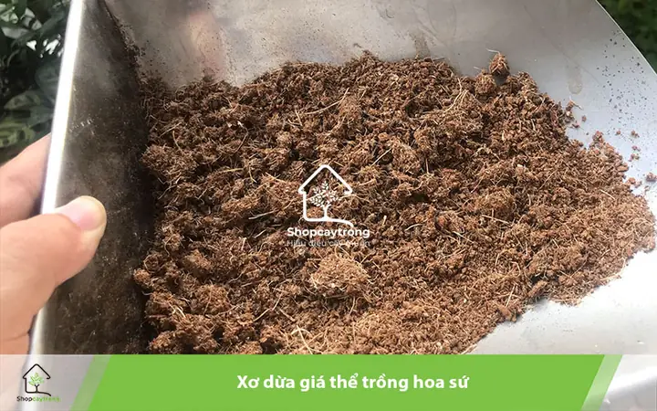 Cách Trộn Đất Trồng Hoa Sứ Chuẩn Để Cây Khỏe, Ra Hoa Đẹp Cách Trộn Đất Trồng Hoa Sứ Chuẩn Để Cây Khỏe, Ra Hoa Đẹp