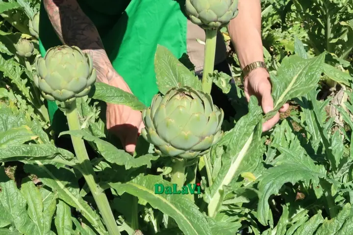 Cách Trồng Atiso Đà Lạt Chuẩn Kỹ Thuật, Cho Năng Suất Cao