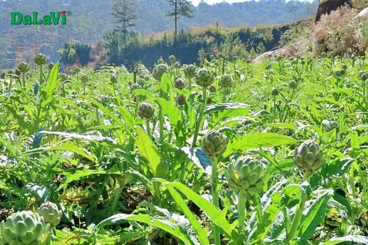 Cách Trồng Atiso Đà Lạt Chuẩn Kỹ Thuật, Cho Năng Suất Cao