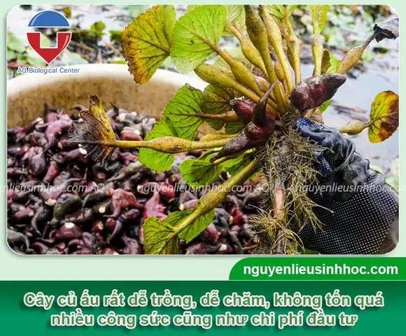 Cách Trồng Cây Ấu Thái Thủy Sinh: Hướng Dẫn Chi Tiết Cho Người Mới Bắt Đầu