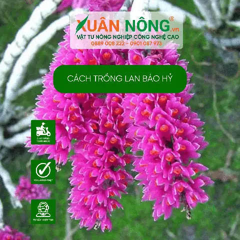 Hướng Dẫn Trồng Và Chăm Sóc Lan Báo Hỷ Ra Hoa Đúng Tết