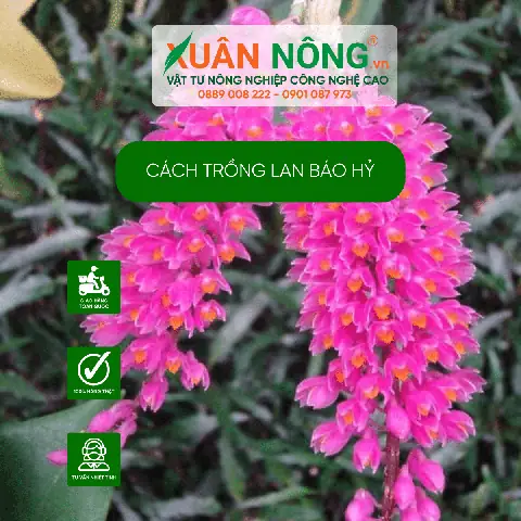 Hướng Dẫn Trồng Và Chăm Sóc Lan Báo Hỷ Ra Hoa Đúng Tết