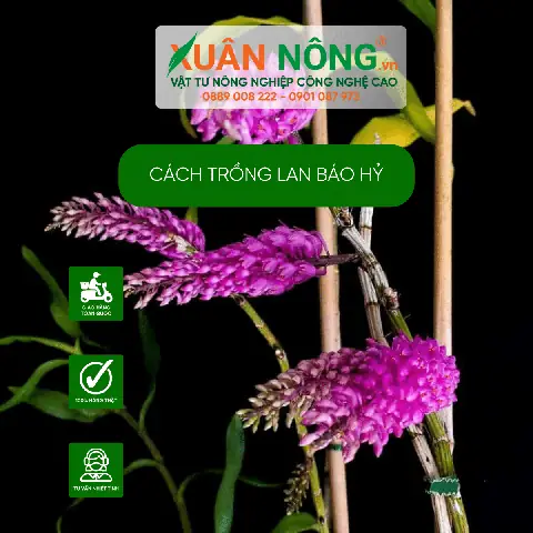 Hướng Dẫn Trồng Và Chăm Sóc Lan Báo Hỷ Ra Hoa Đúng Tết