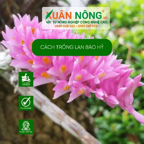 Hướng Dẫn Trồng Và Chăm Sóc Lan Báo Hỷ Ra Hoa Đúng Tết