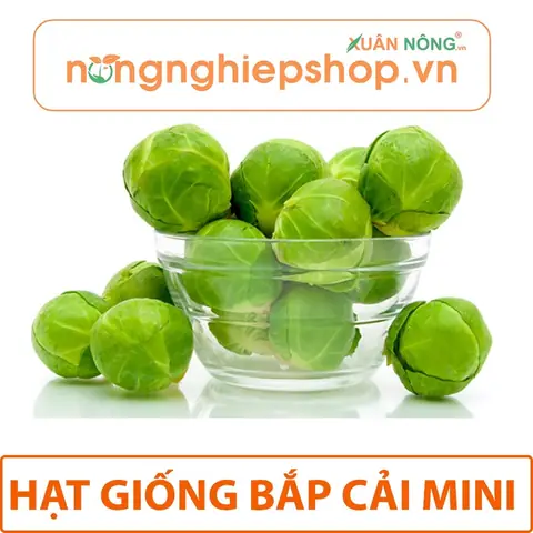 Hướng Dẫn Trồng Bắp Cải Mini Tại Nhà Chi Tiết Từ A-Z Cho Người Mới Bắt Đầu