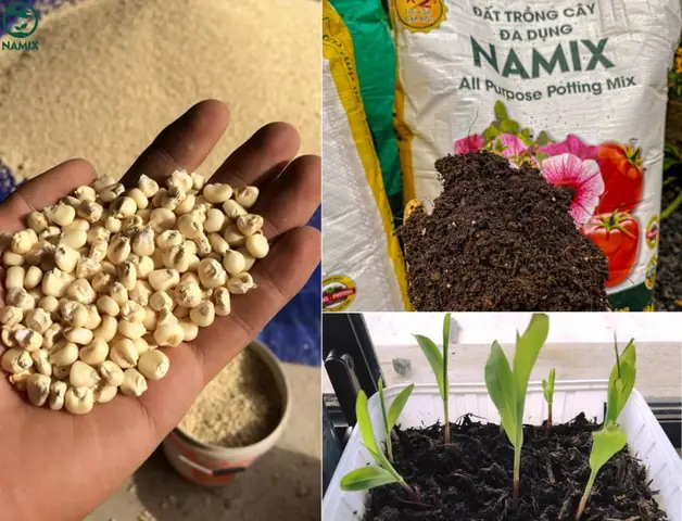 Hướng Dẫn Trồng Bắp Nếp Tại Nhà Đạt Năng Suất Cao Từ A-Z