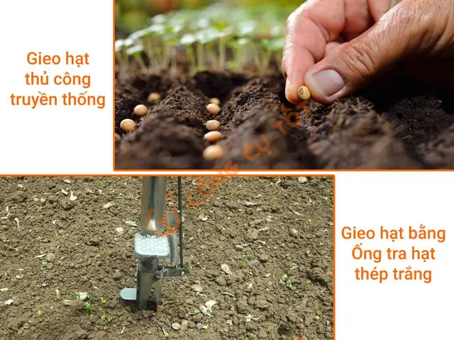 Hướng Dẫn Chi Tiết Cách Trồng Bắp Từ Hạt Đạt Năng Suất Cao