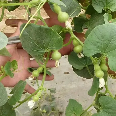 Bí Quyết Trồng Bầu Hồ Lô Sai Quả, Trái Đẹp Chuẩn Kỹ Thuật Bí Quyết Trồng Bầu Hồ Lô Sai Quả, Trái Đẹp Chuẩn Kỹ Thuật