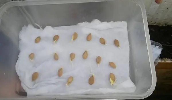Hướng Dẫn Chi Tiết Cách Trồng Bí Đỏ Bằng Hạt Tại Nhà Năng Suất Cao Hướng Dẫn Chi Tiết Cách Trồng Bí Đỏ Bằng Hạt Tại Nhà Năng Suất Cao