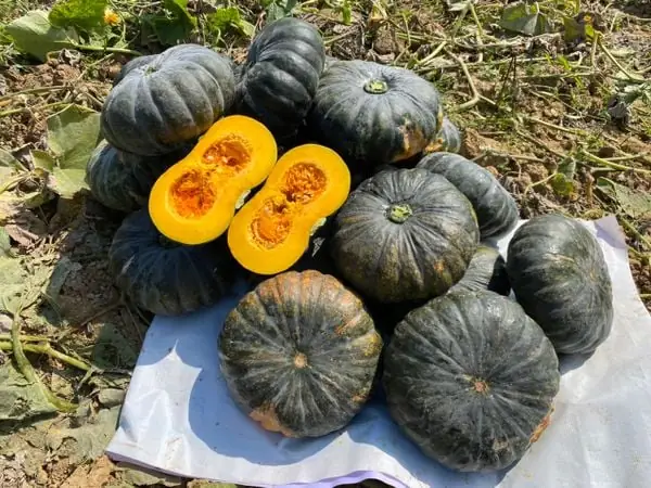 Hướng Dẫn Chi Tiết Cách Trồng Bí Đỏ Bằng Hạt Tại Nhà Năng Suất Cao Hướng Dẫn Chi Tiết Cách Trồng Bí Đỏ Bằng Hạt Tại Nhà Năng Suất Cao