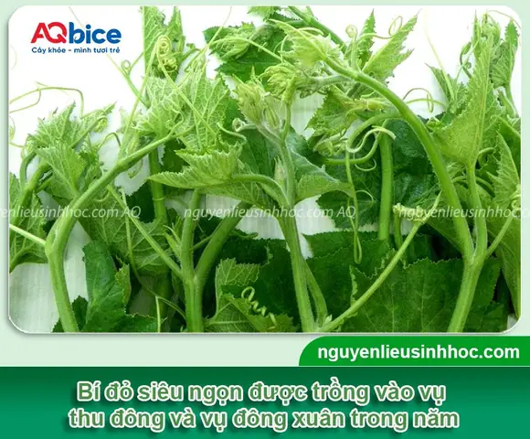 Cách Trồng Bí Đỏ Lấy Ngọn Cho Năng Suất Cao Tại Nhà