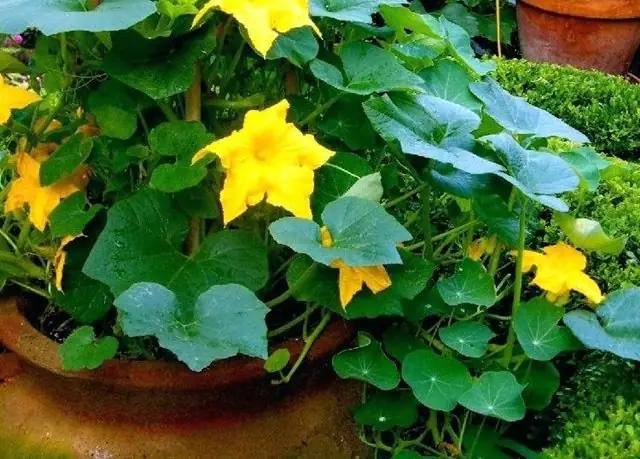 Cách Trồng Bí Đỏ Trong Chậu: Hướng Dẫn Chi Tiết Từ A-Z Cho Người Mới Bắt Đầu
