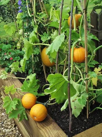Cách Trồng Bí Đỏ Trong Chậu: Hướng Dẫn Chi Tiết Từ A-Z Cho Người Mới Bắt Đầu