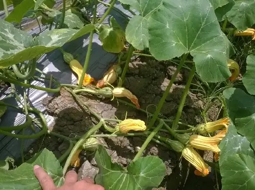 Hướng Dẫn Chi Tiết Cách Trồng Bí Nụ Năng Suất Cao, Thu Hoạch Sớm