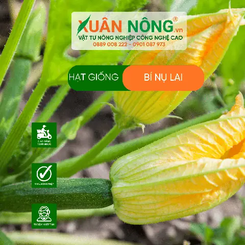 Hướng Dẫn Chi Tiết Cách Trồng Bí Nụ Năng Suất Cao, Thu Hoạch Sớm