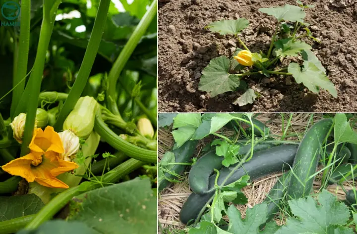 Cách Trồng Bí Xanh Sai Trái: Hướng Dẫn Chi Tiết Từ A-Z Cách Trồng Bí Xanh Sai Trái: Hướng Dẫn Chi Tiết Từ A-Z
