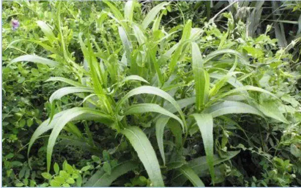 Hướng Dẫn Chi Tiết Cách Trồng Và Chăm Sóc Cây Bồ Công Anh Tại Nhà Hướng Dẫn Chi Tiết Cách Trồng Và Chăm Sóc Cây Bồ Công Anh Tại Nhà