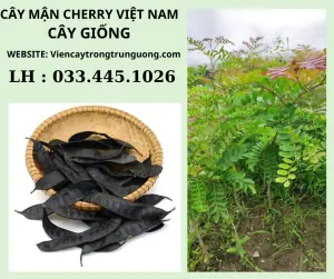 Cách Trồng Bồ Kết Từ Hạt: Hướng Dẫn Chi Tiết Cho Người Mới Bắt Đầu