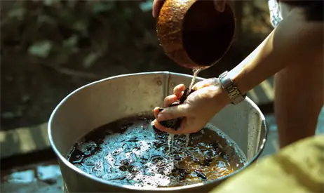 Cách Trồng Bồ Kết Từ Hạt: Hướng Dẫn Chi Tiết Cho Người Mới Bắt Đầu