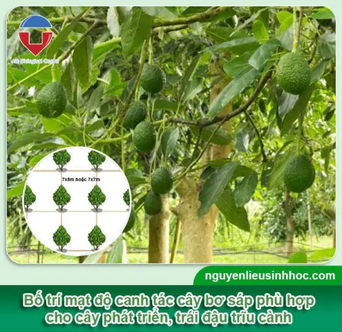 Hướng Dẫn Trồng Bơ Sáp Tại Nhà: Từ A-Z Cho Cây Năng Suất Cao Hướng Dẫn Trồng Bơ Sáp Tại Nhà: Từ A-Z Cho Cây Năng Suất Cao