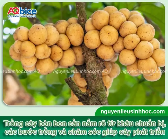 Cách Trồng Bòn Bon Bằng Hạt: Hướng Dẫn Chi Tiết Từ A-Z Cách Trồng Bòn Bon Bằng Hạt: Hướng Dẫn Chi Tiết Từ A-Z