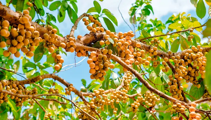 Cách Trồng Bòn Bon Bằng Hạt: Hướng Dẫn Chi Tiết Từ A-Z Cách Trồng Bòn Bon Bằng Hạt: Hướng Dẫn Chi Tiết Từ A-Z