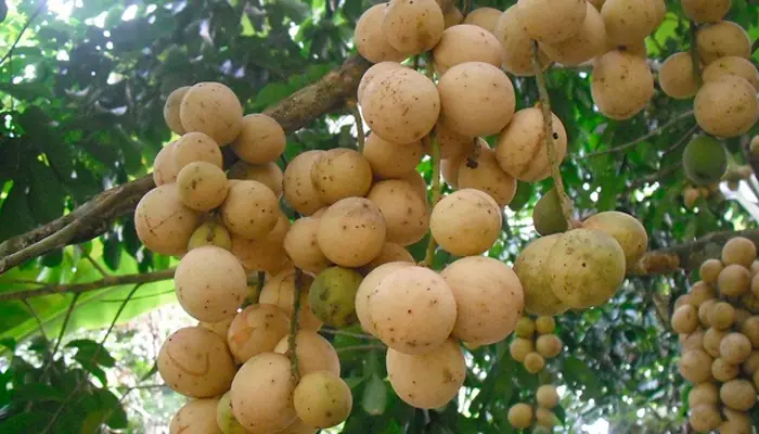Cách Trồng Bòn Bon Bằng Hạt: Hướng Dẫn Chi Tiết Từ A-Z Cách Trồng Bòn Bon Bằng Hạt: Hướng Dẫn Chi Tiết Từ A-Z
