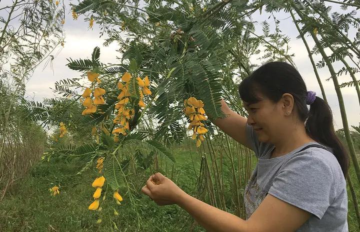 Hướng Dẫn Trồng Bông Điên Điển Cho Hoa Nở Quanh Năm, Thu Hoạch Nhanh
