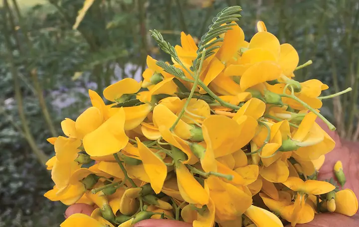 Hướng Dẫn Trồng Bông Điên Điển Cho Hoa Nở Quanh Năm, Thu Hoạch Nhanh