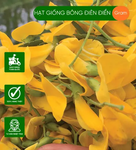 Hướng Dẫn Trồng Bông Điên Điển Cho Hoa Nở Quanh Năm, Thu Hoạch Nhanh