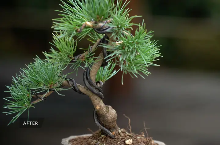 Hướng Dẫn Chi Tiết Cách Trồng Và Chăm Sóc Bonsai Mini Cho Người Mới Bắt Đầu Hướng Dẫn Chi Tiết Cách Trồng Và Chăm Sóc Bonsai Mini Cho Người Mới Bắt Đầu