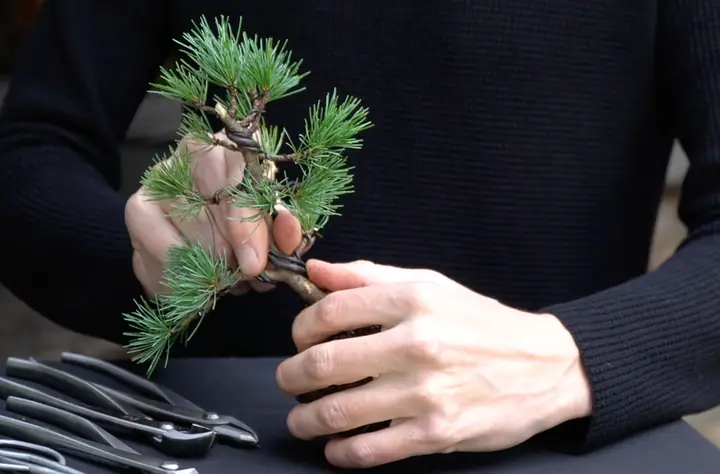Hướng Dẫn Chi Tiết Cách Trồng Và Chăm Sóc Bonsai Mini Cho Người Mới Bắt Đầu Hướng Dẫn Chi Tiết Cách Trồng Và Chăm Sóc Bonsai Mini Cho Người Mới Bắt Đầu