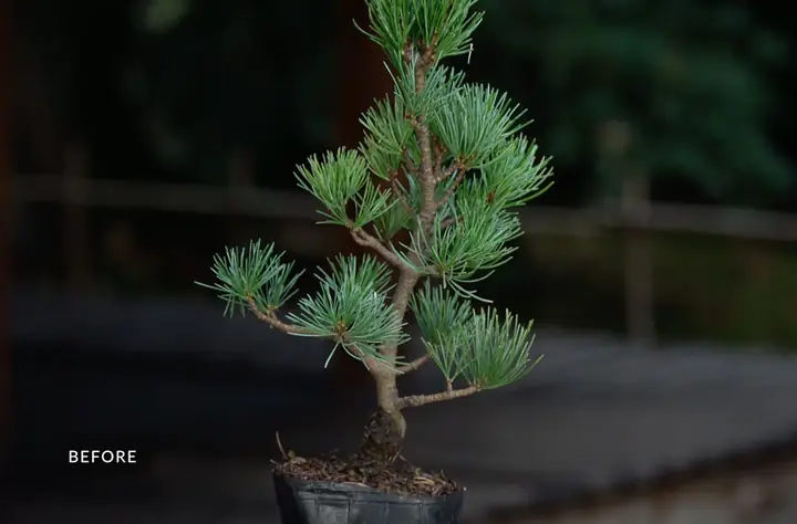 Hướng Dẫn Chi Tiết Cách Trồng Và Chăm Sóc Bonsai Mini Cho Người Mới Bắt Đầu Hướng Dẫn Chi Tiết Cách Trồng Và Chăm Sóc Bonsai Mini Cho Người Mới Bắt Đầu