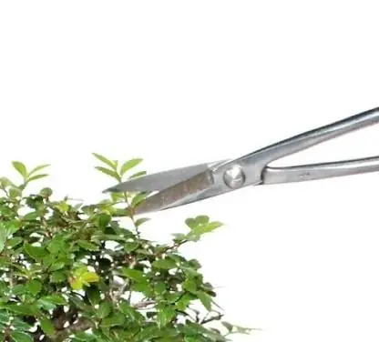 Hướng Dẫn Chi Tiết Cách Trồng Và Chăm Sóc Bonsai Mini Cho Người Mới Bắt Đầu Hướng Dẫn Chi Tiết Cách Trồng Và Chăm Sóc Bonsai Mini Cho Người Mới Bắt Đầu