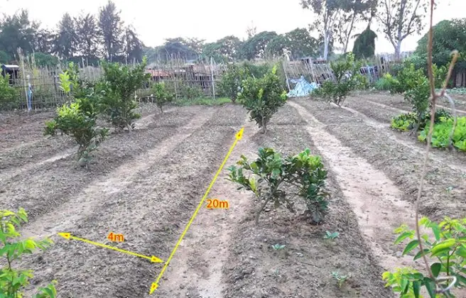 Hướng Dẫn Chi Tiết Cách Trồng Và Chăm Sóc Bưởi Da Xanh Cho Năng Suất Cao