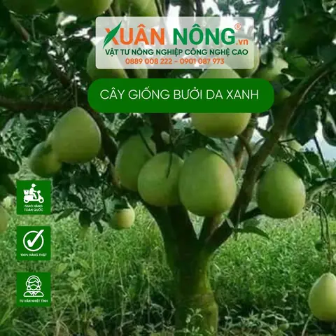 Hướng Dẫn Chi Tiết Cách Trồng Và Chăm Sóc Bưởi Da Xanh Cho Năng Suất Cao